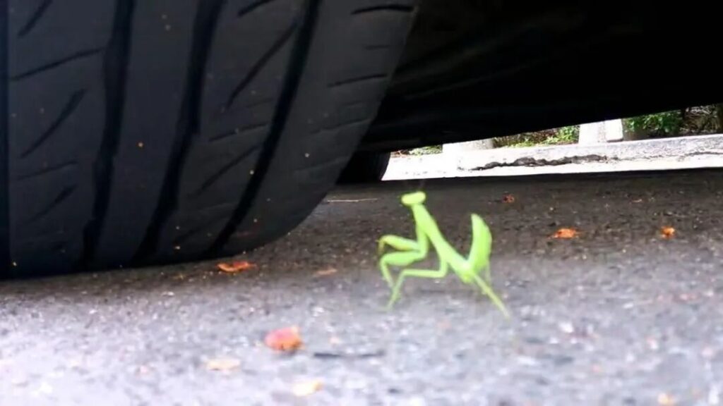 “强制接管”安世半导体，荷兰政府为自己挖下万丈深坑